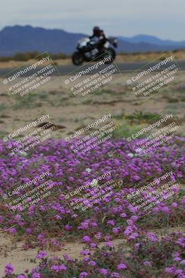media/Jan-14-2023-SoCal Trackdays (Sat) [[497694156f]]/Turn 14 Exit Bloomig (145pm)/